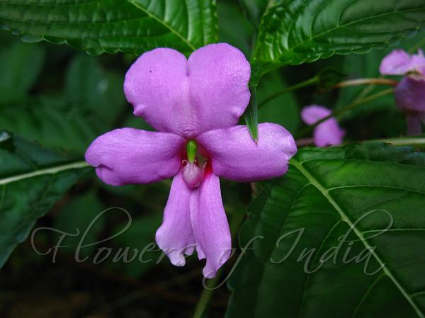 Free-Flowering Balsam